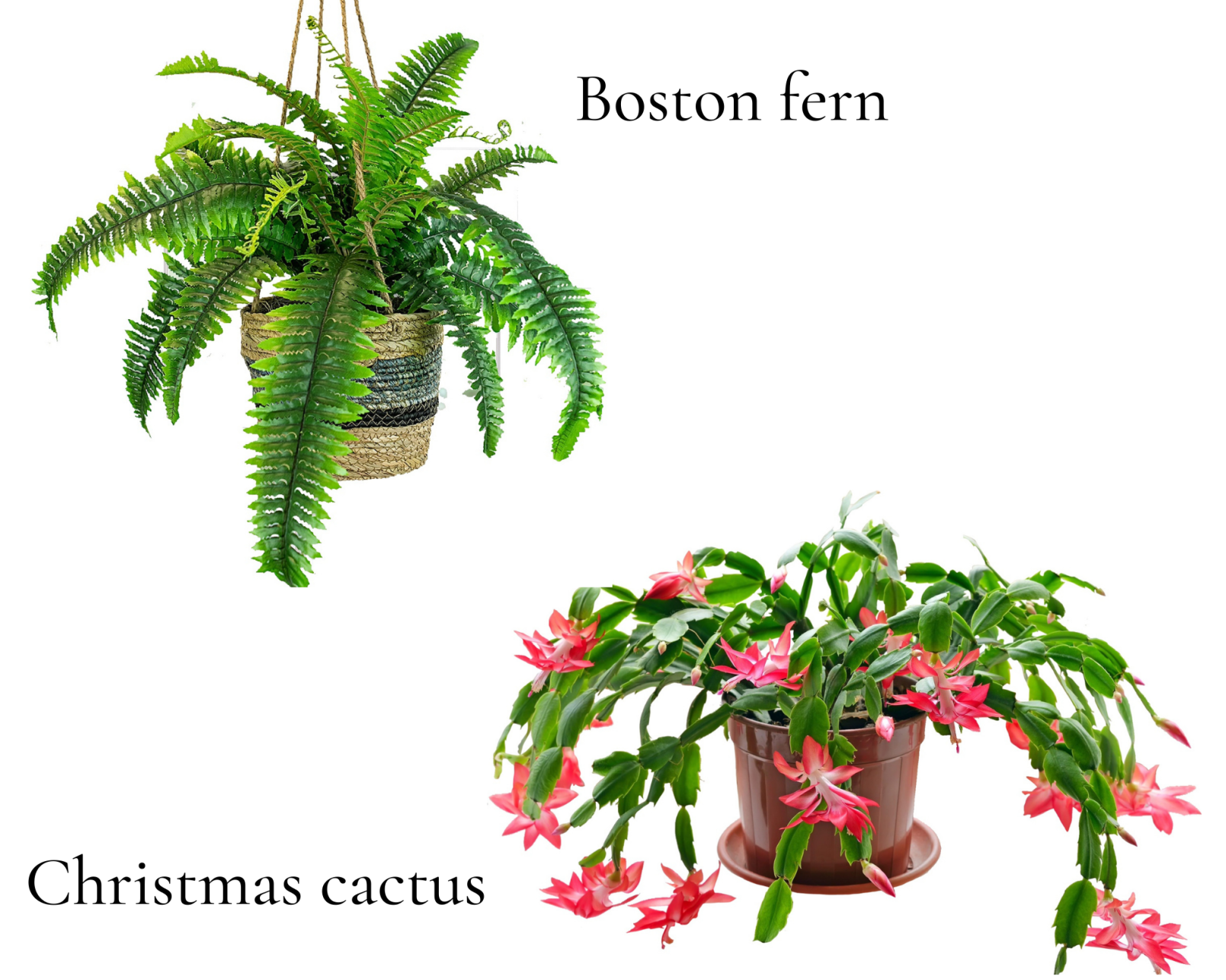 christmas/boston